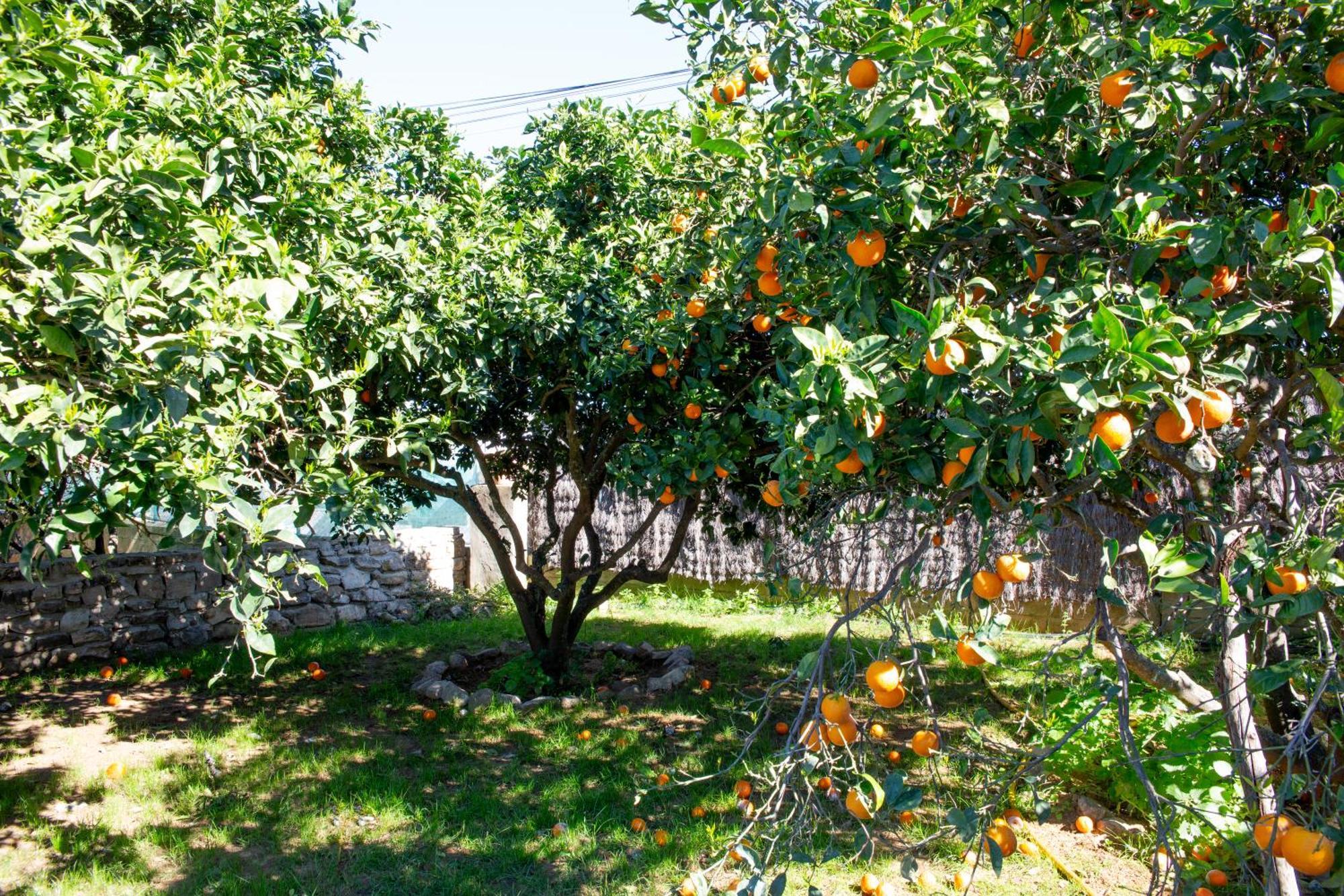 Casa Rural Con Piscina Y Jacuzzi En Conil De La Frontera Vila Cádis Exterior foto